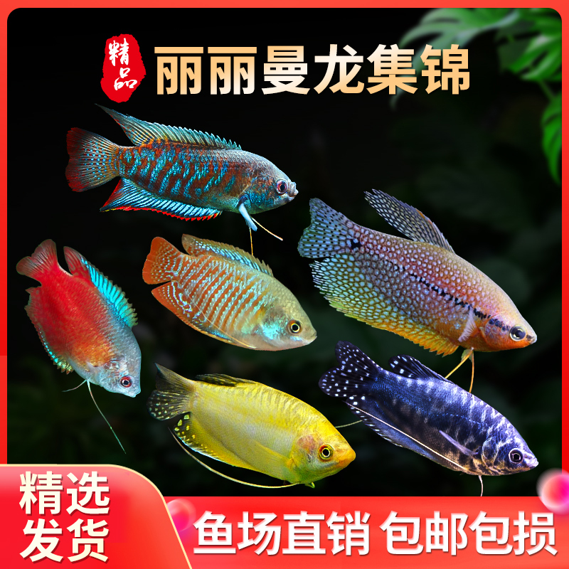黄蓝曼龙鱼活体曼龙吃蛋白虫珍珠马甲五彩丽丽鱼热带鱼观赏淡水鱼