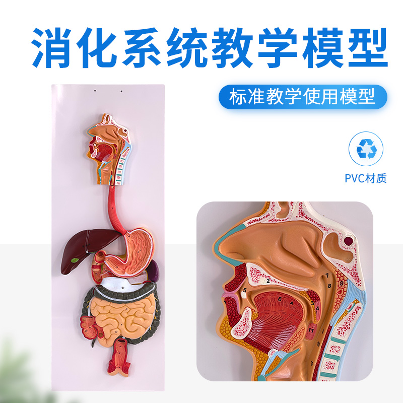 人体消化系统模型肛门直肠口鼻喉食道胃模型大肠肝脏解剖模型