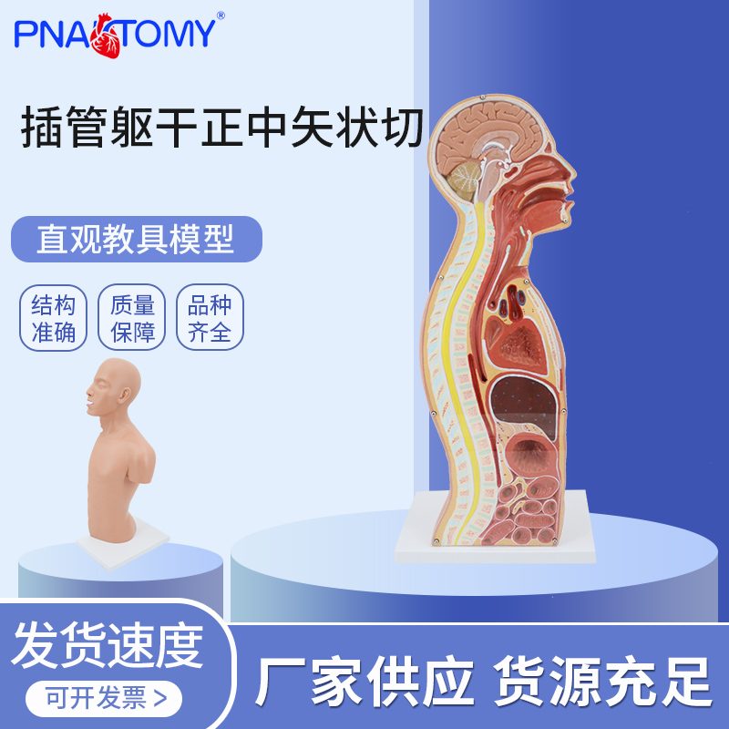 鼻饲管气管造口术人体躯干解剖模型矢状切口鼻咽喉气管食道胃插管