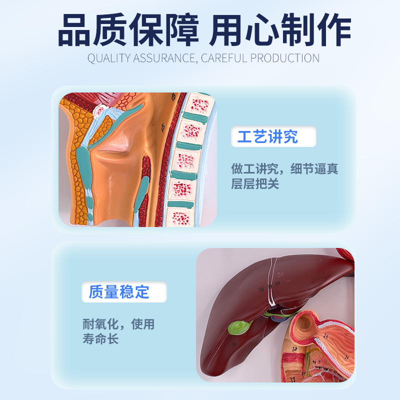 人体消化系统模型肛门直肠口鼻喉食道胃模型大T肠肝脏解剖模型