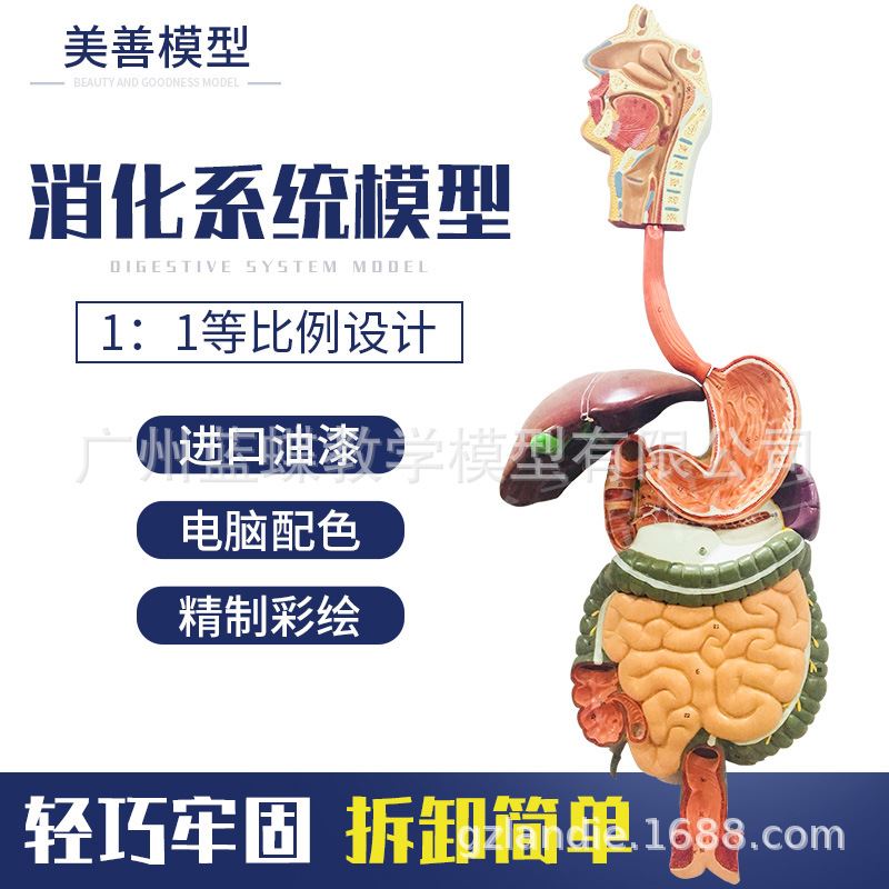 人体消化系统模型 直肠模型 食道模型 口鼻喉胃模型大肠模型肝脏