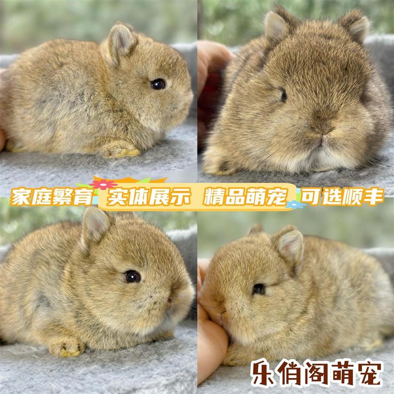 小兔子活宠迷你侏儒兔长不大超小型垂耳公主兔宠物兔一对公一母