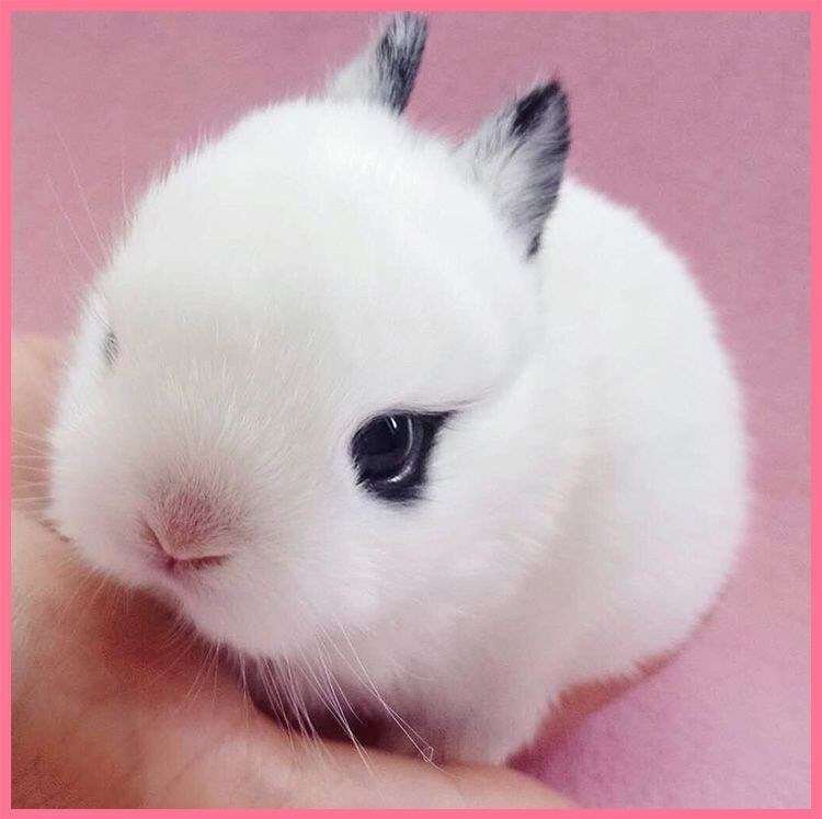 小兔子活物小型长不大可爱的小宠物茶杯兔子幼体小白兔活物超萌