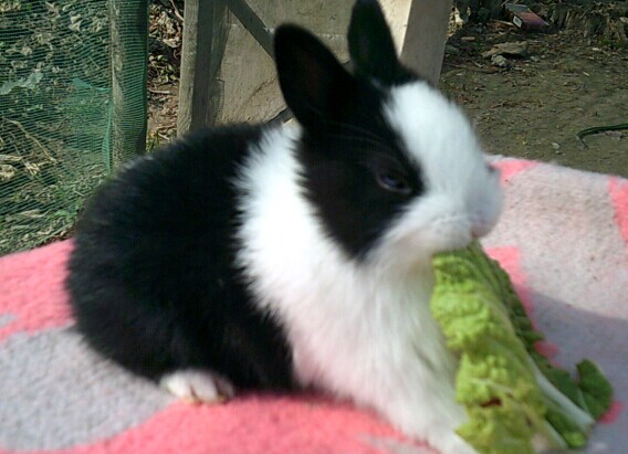 黑白道奇侏儒兔  聪明可爱的兔宝宝 疫苗已打，很健康的哦！