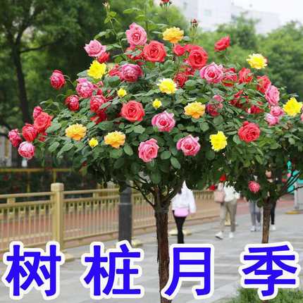 棒棒糖树桩月季花苗特大花朵花卉植物庭院四季开玫瑰带花树状月季
