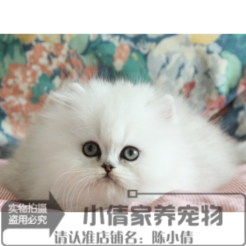 宠物活体猫咪 纯种金吉拉高地幼猫银色渐层金色渐层折耳猫绿眼x