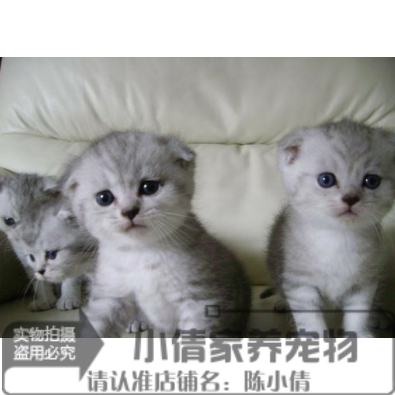 出售银色渐层银渐层英国短毛猫纯种猫纯英短苏格兰折耳宠物猫x