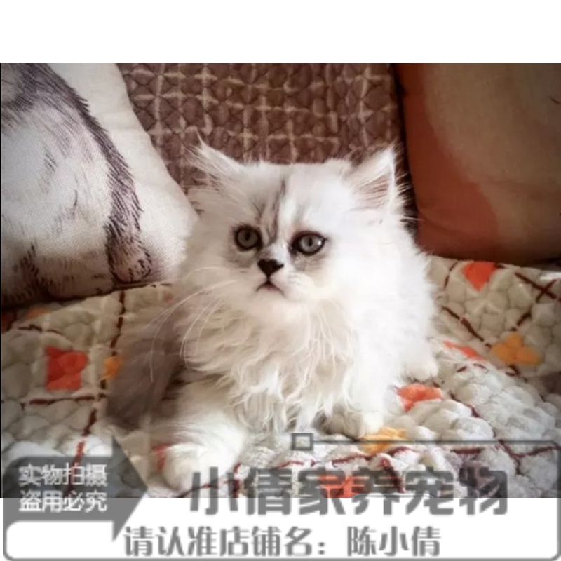宠物猫咪家养活体纯种金吉拉幼猫银色渐层折耳小猫绿眼纯白出售x