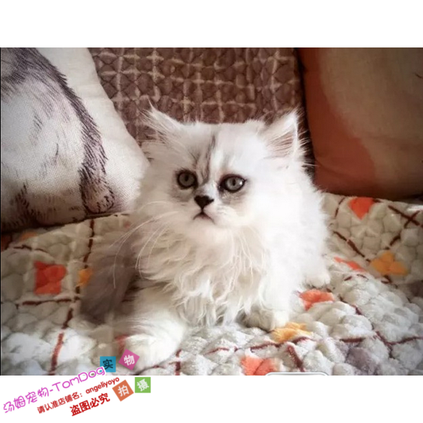 宠物猫咪家养活体纯种金吉拉幼猫银色渐层折耳小猫绿眼纯白出售g