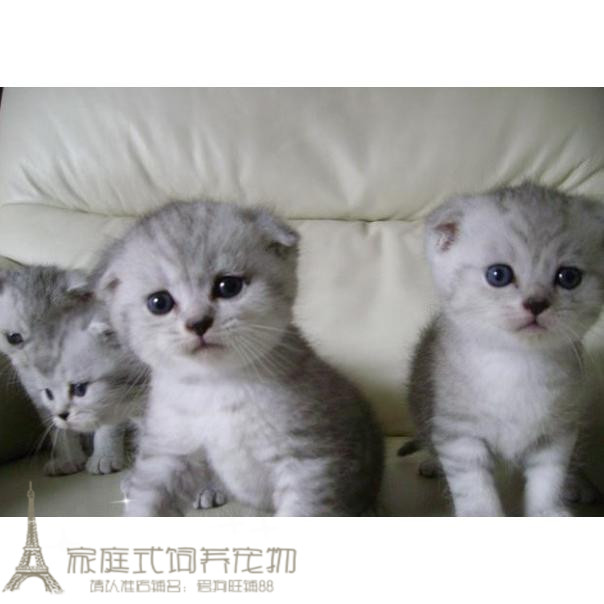 出售银色渐层银渐层英国短毛猫纯种猫纯英短苏格兰折耳宠物猫p