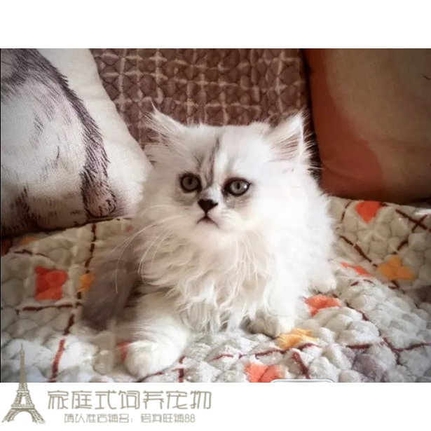 宠物猫咪家养活体纯种金吉拉幼猫银色渐层折耳小猫绿眼纯白出售p