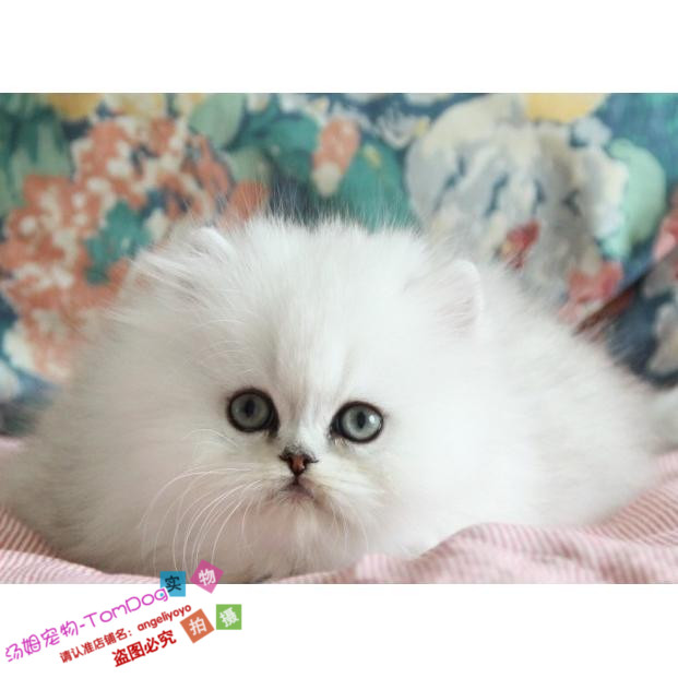 宠物活体猫咪纯种金吉拉高地幼猫银色渐层金色渐层折耳猫绿眼g