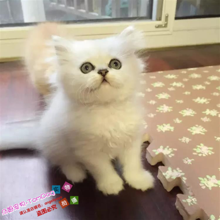 宠物活体猫咪纯种金吉拉高地幼猫银色渐层金色渐层折耳小猫绿眼g