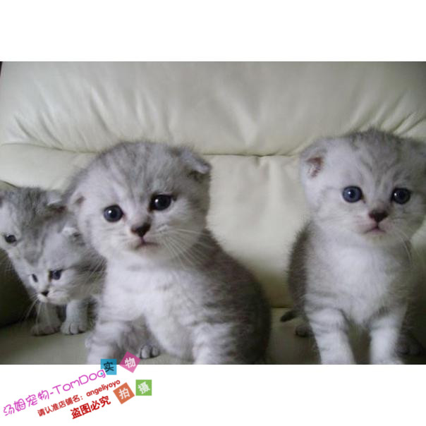出售银色渐层银渐层英国短毛猫纯种猫纯英短苏格兰折耳宠物猫g