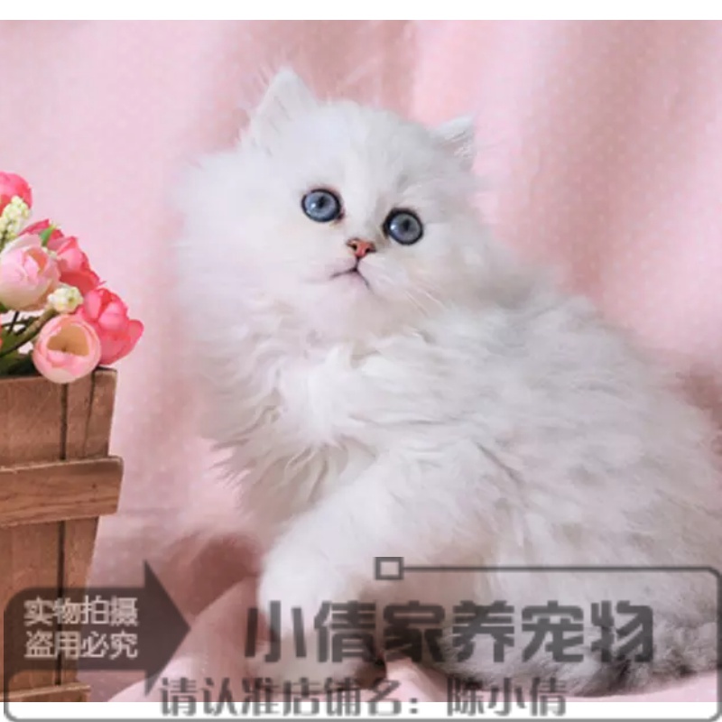 家养出售纯种健康金吉拉幼猫活体宠物猫 折耳猫 白色长毛猫x