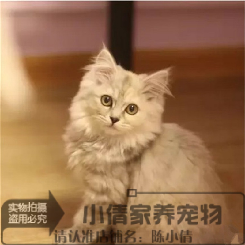 纯种金吉拉长毛宠物幼猫咪活体白色折耳可爱个人猫舍繁殖小猫x