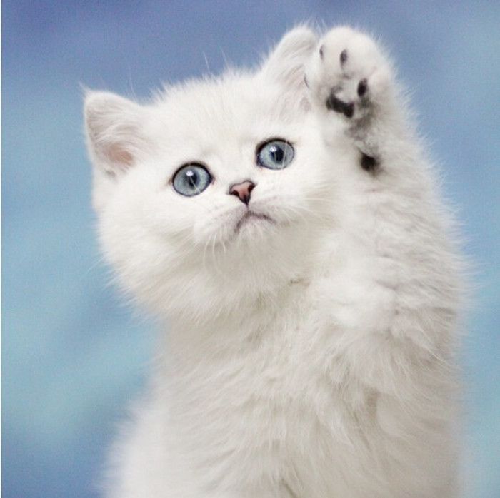 纯种银渐层猫 银白色 金渐层幼猫活体 英国短毛猫折耳猫宠物幼猫