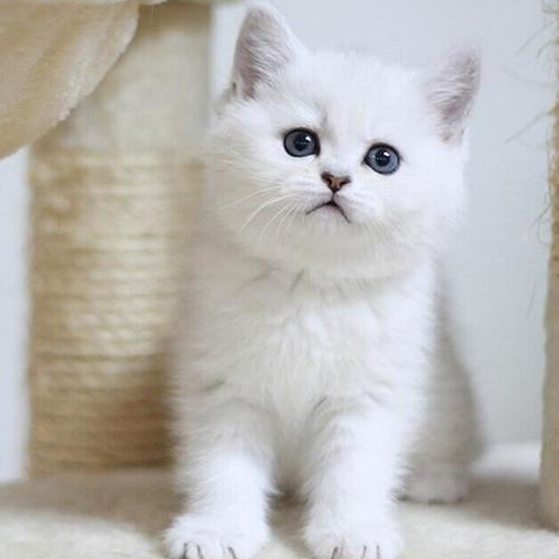 银渐层猫英短小奶猫幼猫虎斑白色纯种布偶宠物猫折耳小型好养活物