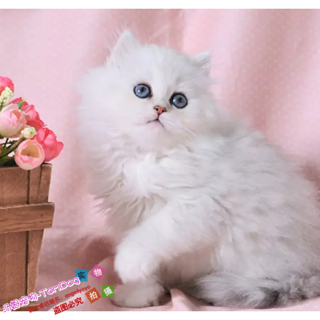 家养出售纯种健康金吉拉幼猫活体宠物猫折耳猫白色长毛猫g