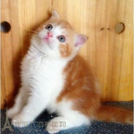 纯种英国短毛猫英短宠物猫幼猫出售英短乳白色折耳加白活体小猫p