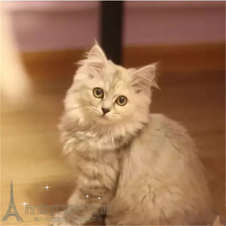 纯种金吉拉长毛宠物幼猫咪活体白色折耳可爱个人猫舍繁殖小猫p