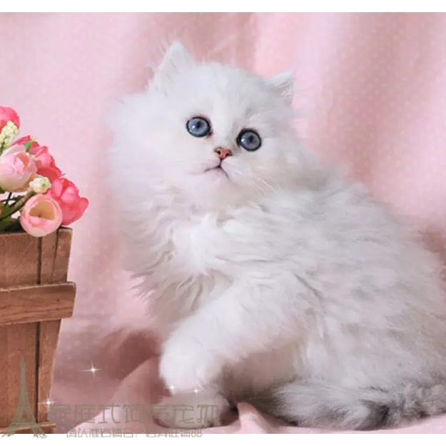 家养出售纯种健康金吉拉幼猫活体宠物猫 折耳猫 白色长毛猫p