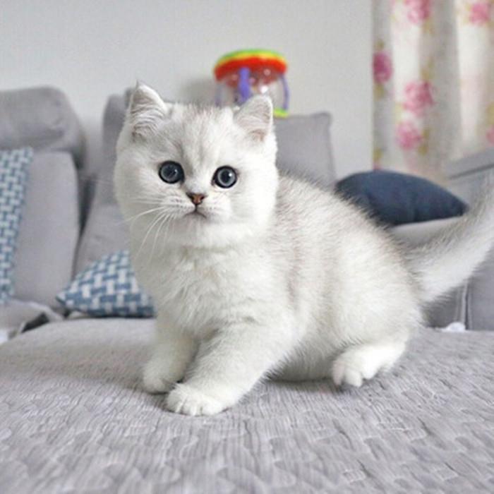 纯种银渐层猫 银白色银点渐层幼猫活体 英国短毛猫折耳猫宠物幼猫