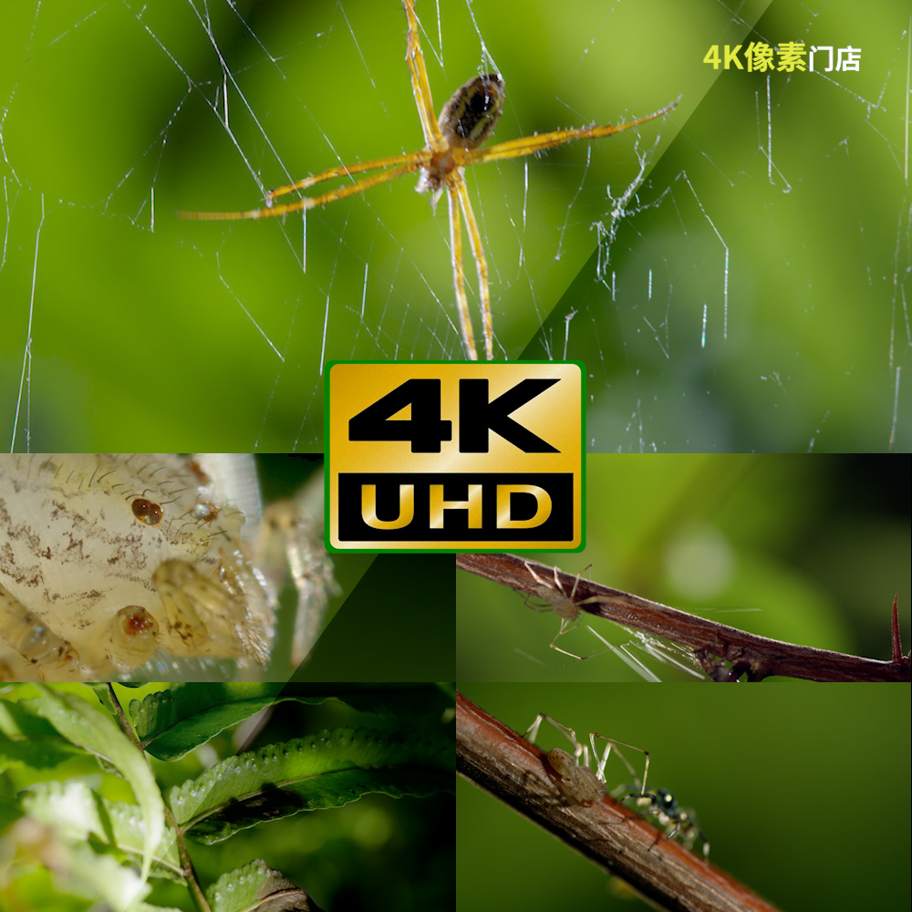 935-4K视频素材-蜘蛛昆虫狩猎捕食蜘蛛网微观凶猛森林繁衍