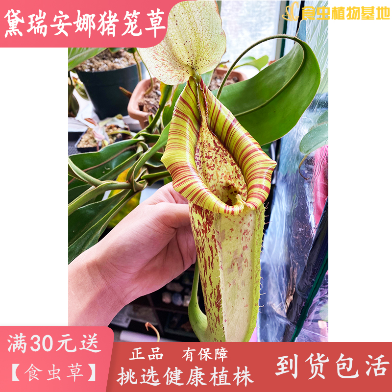 黛瑞安娜猪笼草Nepenthes x dyeriana大型猪笼草食虫植物捕食虫草