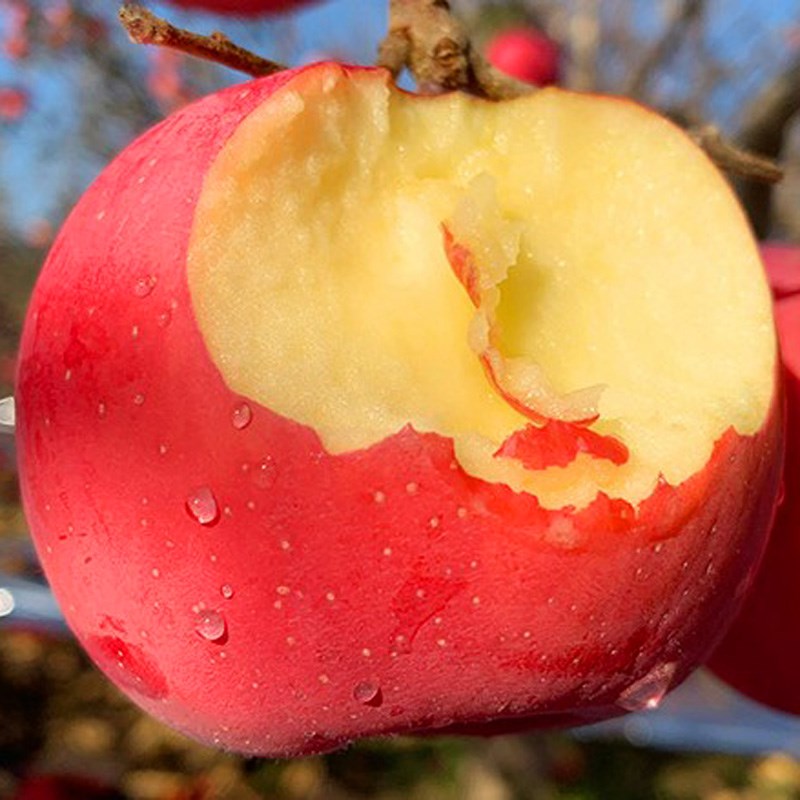 正宗洛川水晶红富士苹果苗冰糖心苹果树嫁接全国种植易种当年结果