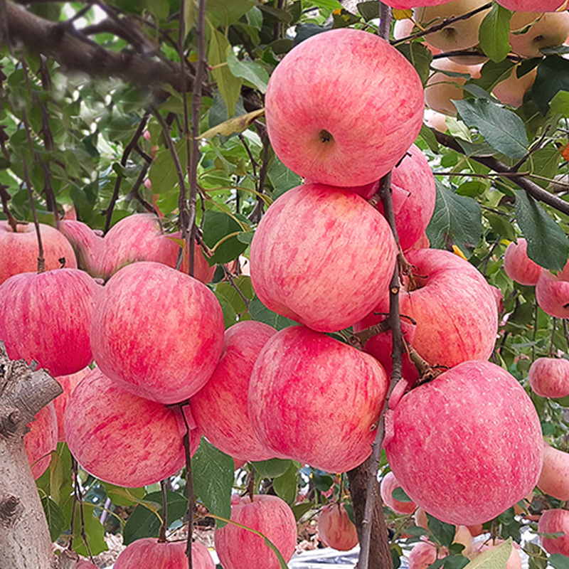 日本红富士脆甜苹果树苗嫁接苹果苗全国四季种植高产易活当年结果