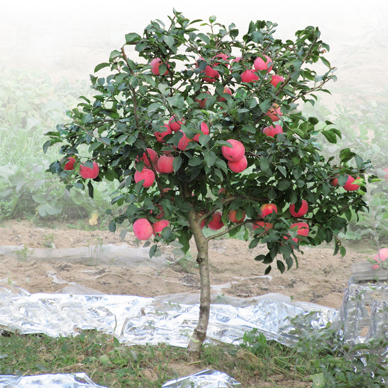 正宗洛川水晶红富士苹果苗冰糖心苹矮化嫁接全国种植易种当年结果