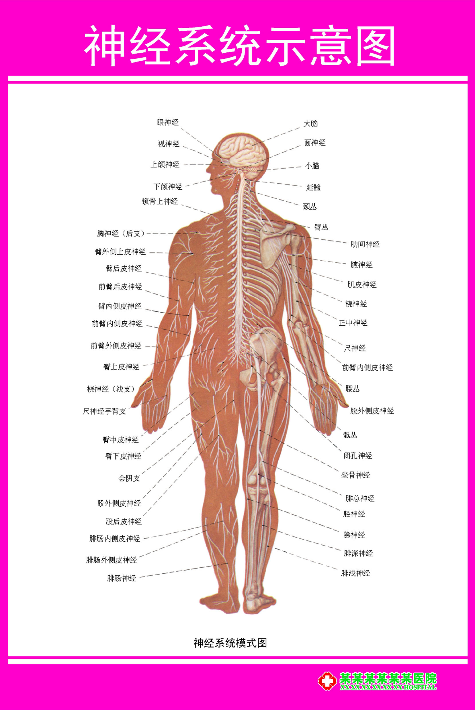 429居家海报展板喷绘贴纸图片46骨科解剖图神经系统图