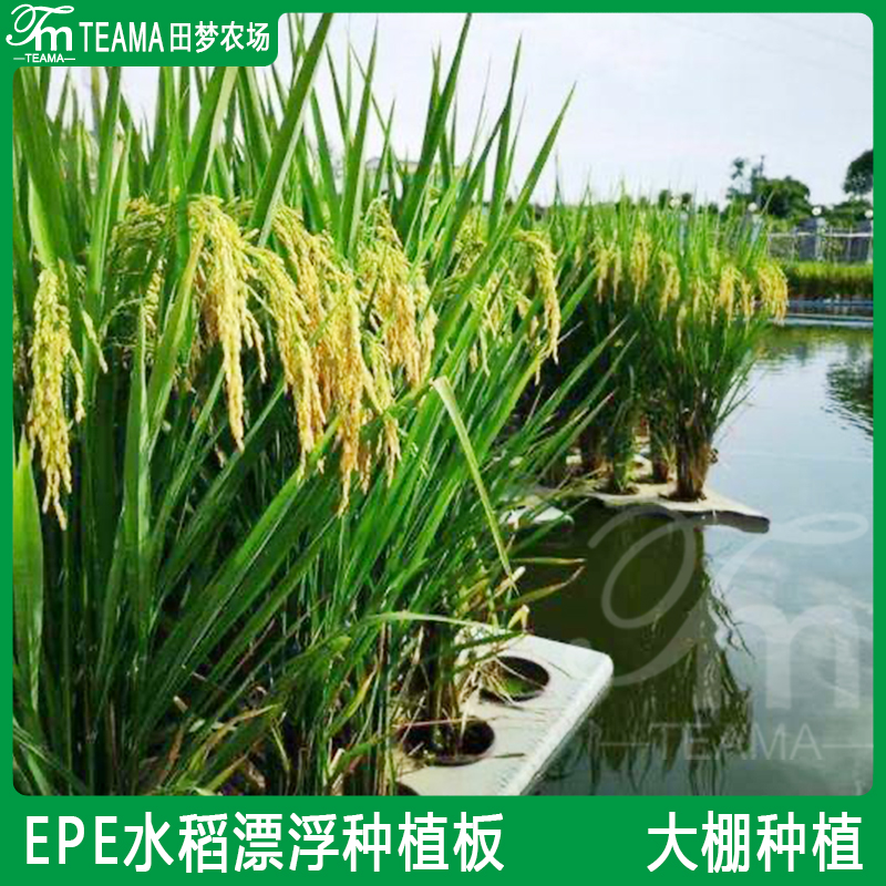 网红大棚水稻种植浮床 水上稻漂浮板 大棚无土栽培蔬菜鱼稻共生发