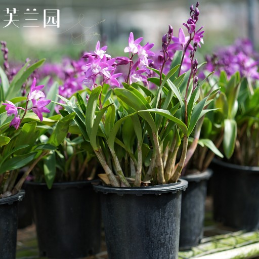 澳洲香水石斛兰带多花苞出售室内桌面趣味好养水培植物盆栽