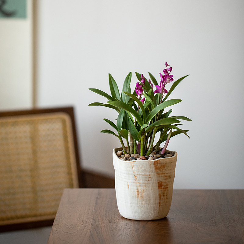 澳洲香水石斛兰盆栽办公室内桌面窗台好养花卉绿植净化空气带花苞