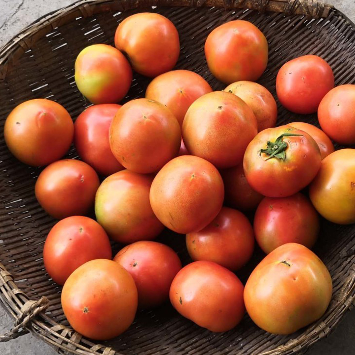 湖北宜昌新鲜蔬菜番茄西红柿农家自然生吃水果番茄5斤红番茄包邮