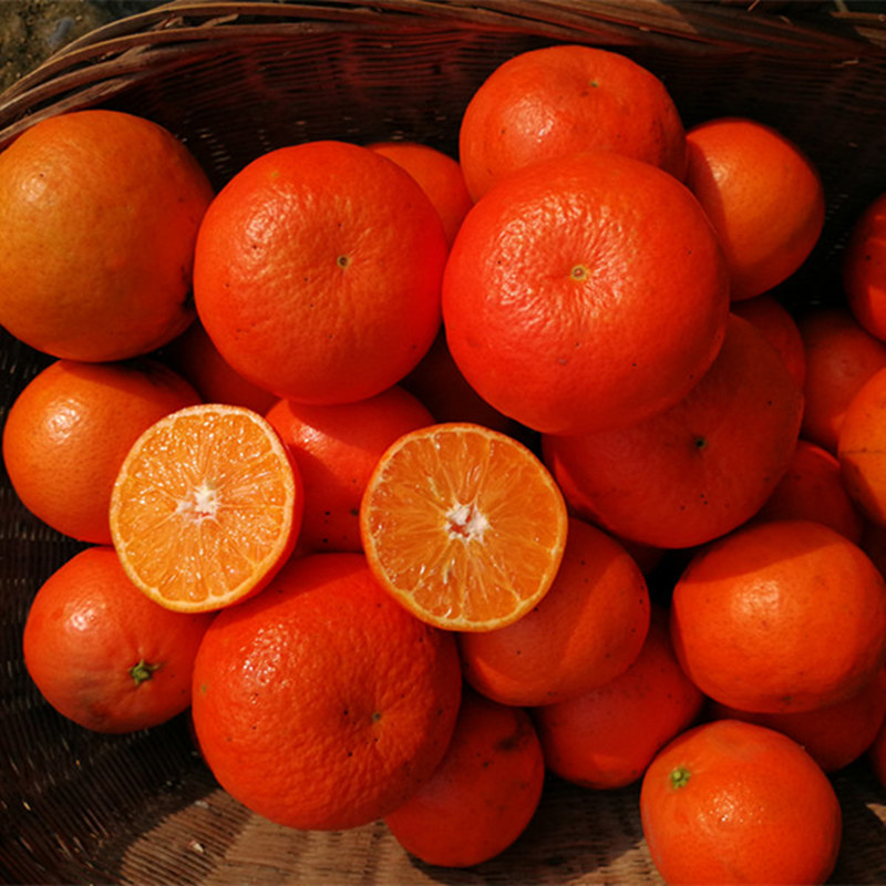 湖北宜昌杂柑5斤柑橘农产品热卖当季新鲜水果红美人橘橙10斤包邮