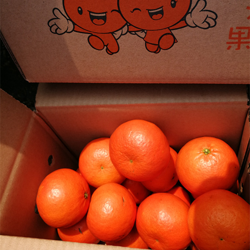 湖北宜昌杂柑5斤整箱包邮柑橘当季农产品新鲜水果红美人漂亮橘橙