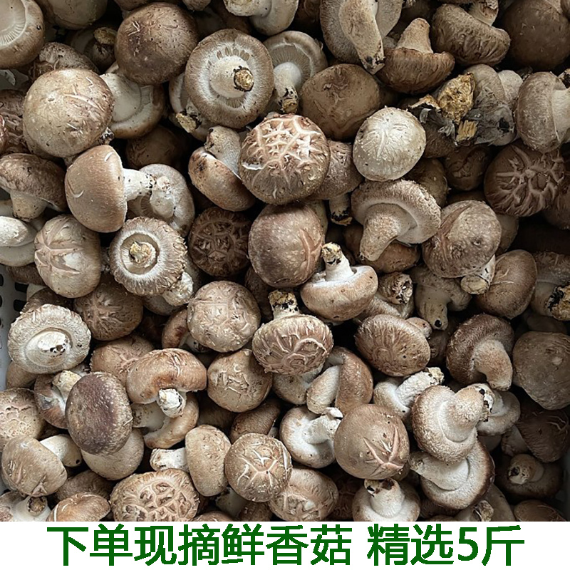 湖北宜昌花菇新鲜大冬菇农家小蘑菇菇新鲜香菇采摘蘑菇湿花菇