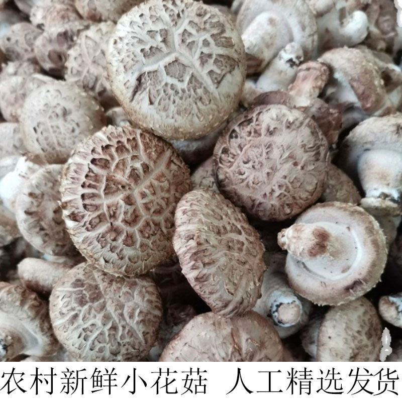 湖北宜昌土特产新鲜花菇农家自种香菇火锅食材小花香菇3斤装现摘