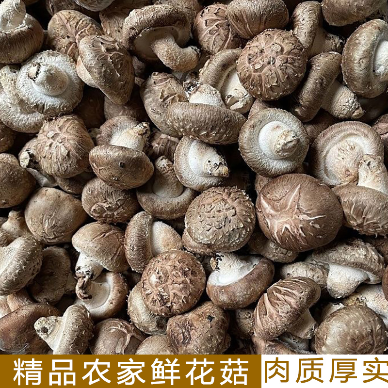 湖北宜昌农家小蘑菇 新鲜大冬菇新鲜香菇下单现采 湿花菇鲜香肉厚