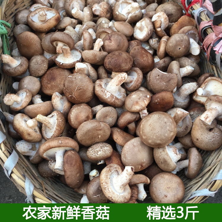 现采本地鲜香菇 新鲜香菇肉厚味美 个头均匀 现摘新鲜蔬菜3斤蘑菇
