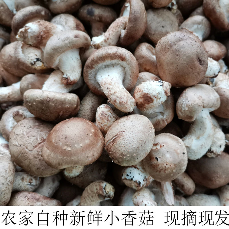 湖北宜昌新鲜香菇 蔬菜 蘑菇 香菇 火锅材料 新鲜现摘香菇3斤装