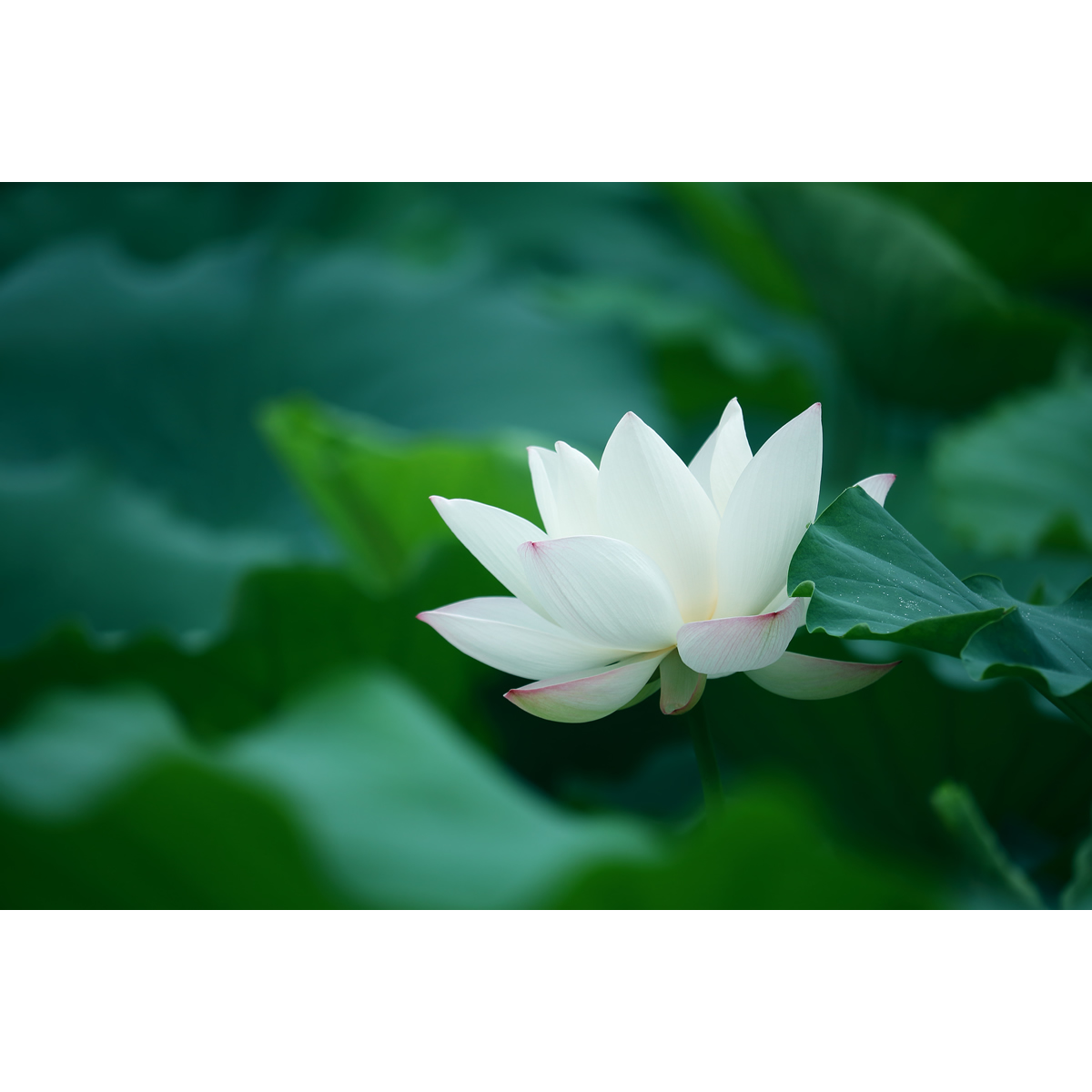 原创花卉摄影作品-白色荷花/白莲花(1张) 高分辨率原图片