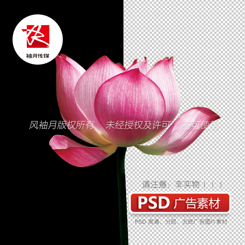 莲花荷花PSD高清去底免抠图素材花朵点缀PS广告图片素材