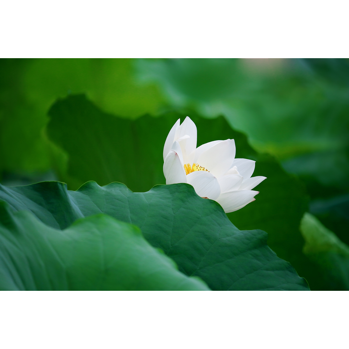 原创高清花卉生态摄影-纯白荷花/白莲花(1张) 高分辨率图片
