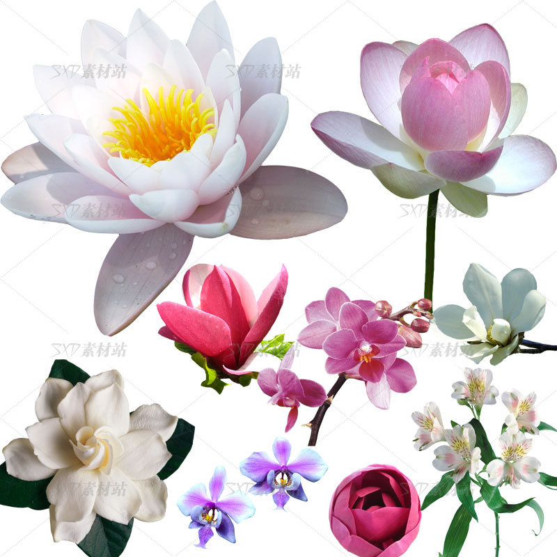 唯美荷花莲花各种奇异花朵免扣图片合集51张ps设计素材