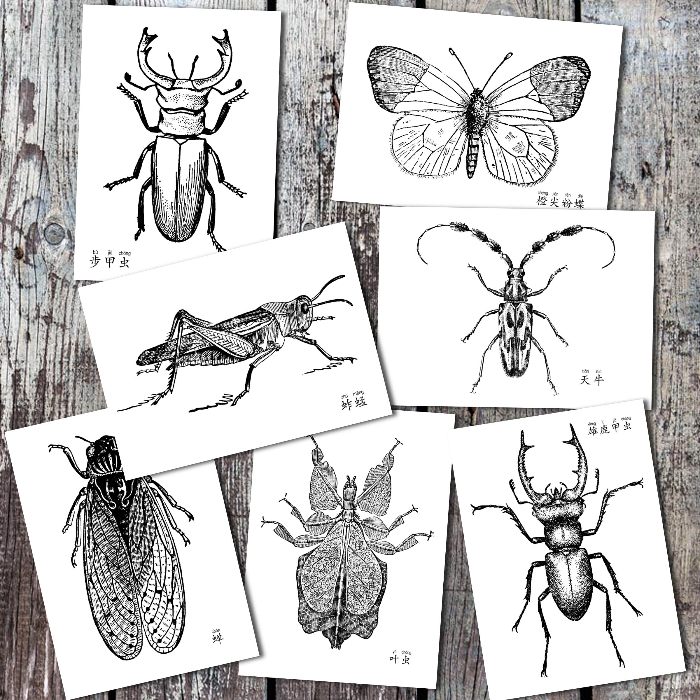 黑白线描昆虫临摹卡创意新画风铅笔绘画带中文名称    35张包邮