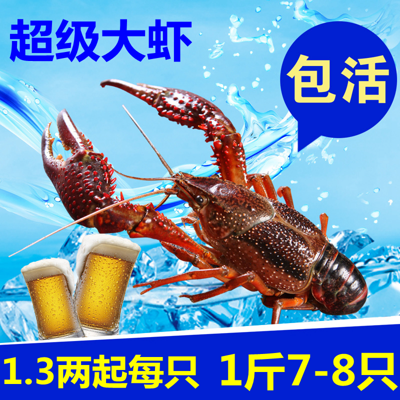 江苏超级大虾1.3两一只 自养清水鲜活小龙虾活虾生鲜1斤装7到8只